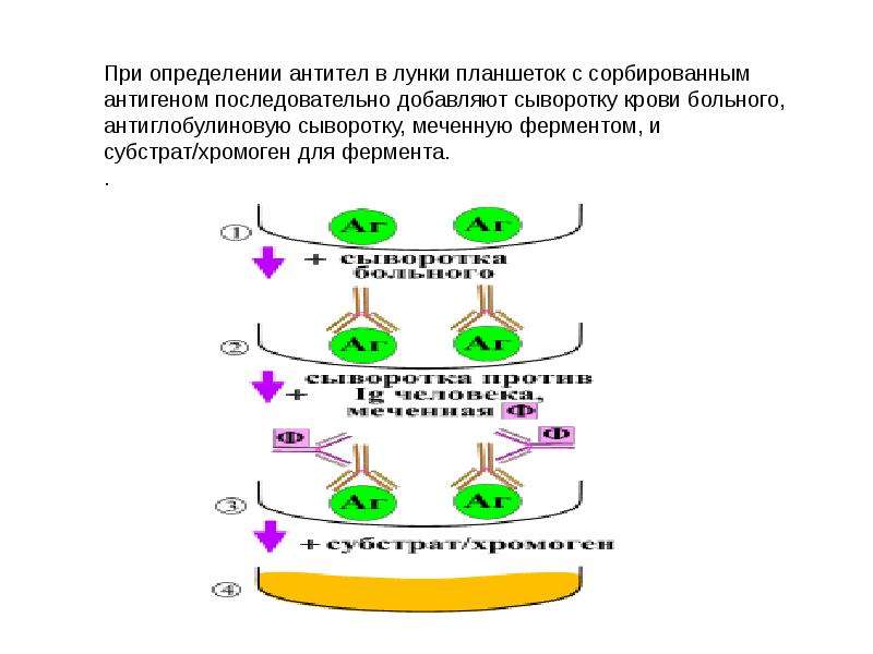 Выявление антител. Определение антител в сыворотке крови. Определение антител в сыворотке крови больного. Выявления антител в сыворотке больного – это:. Определение антигена в сыворотке крови.