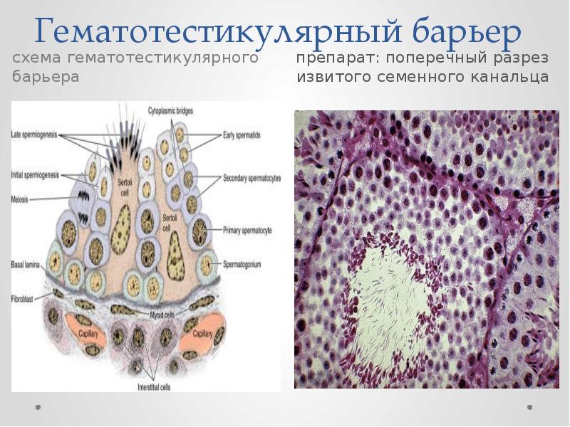 Гематотестикулярный барьер схема