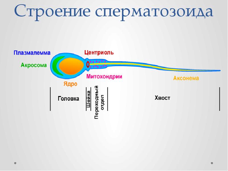 Схема строения спермия