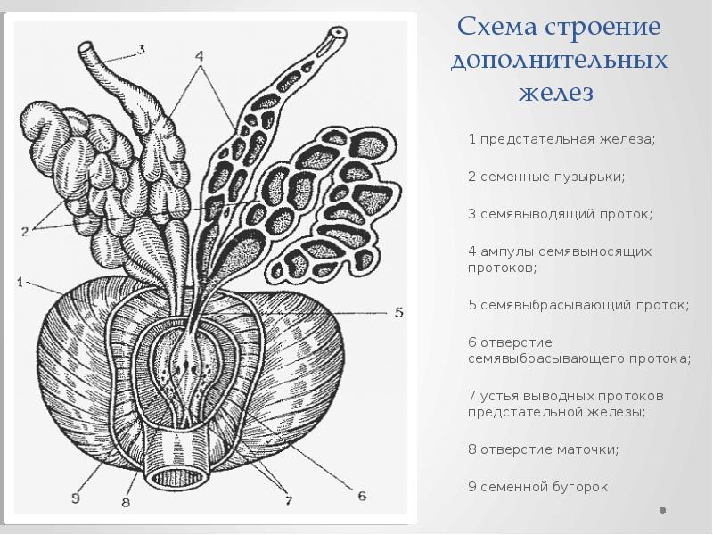 Мужские половые органы схема