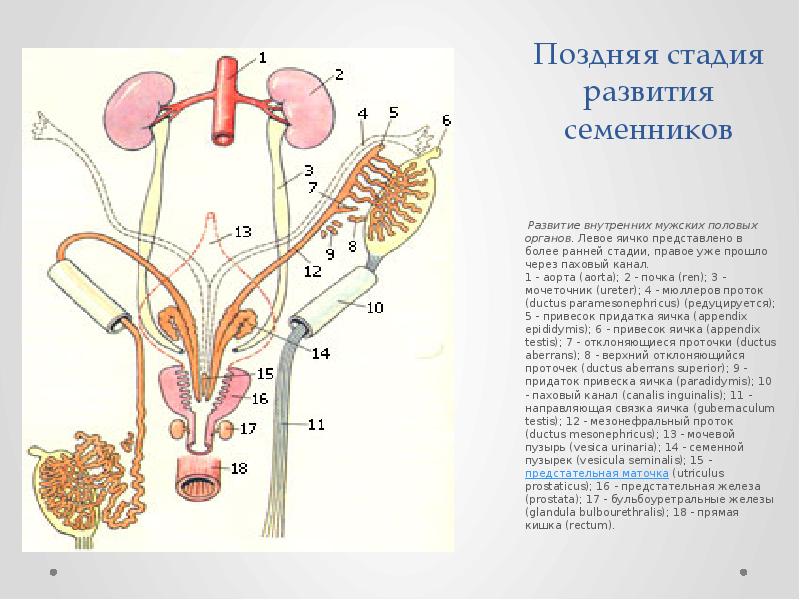 Схема мужской половой системы