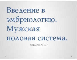 Введение в эмбриологию. Мужская половая система.