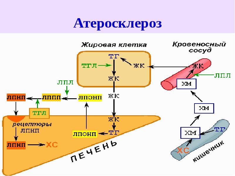 Регуляция липидного обмена схема