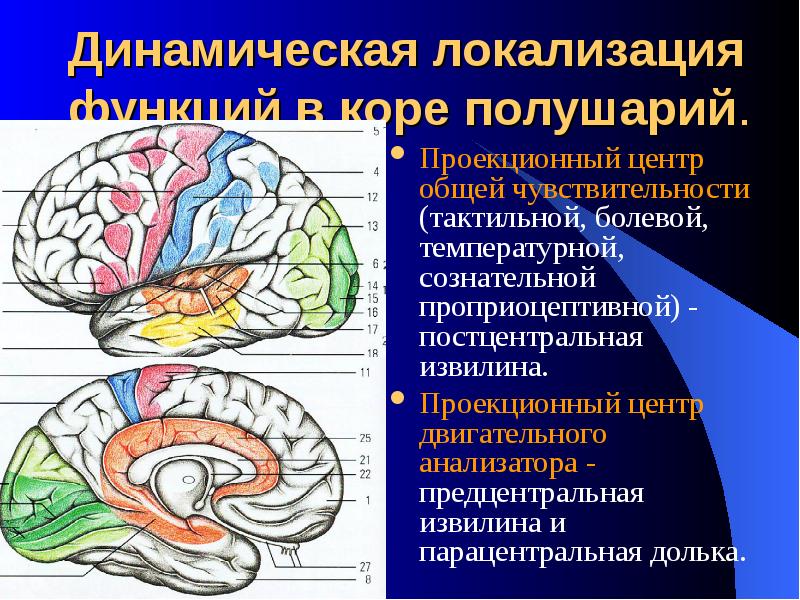 Центры чувствительности головного мозга