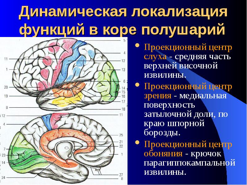 Нервные центры больших полушарий головного мозга. Учение о локализации функций в коре большого мозга:. Динамическая локализация функций в коре конечного мозга. Локализация функций в коре полушарий мозга. Динамическая локализация функций в коре больших.