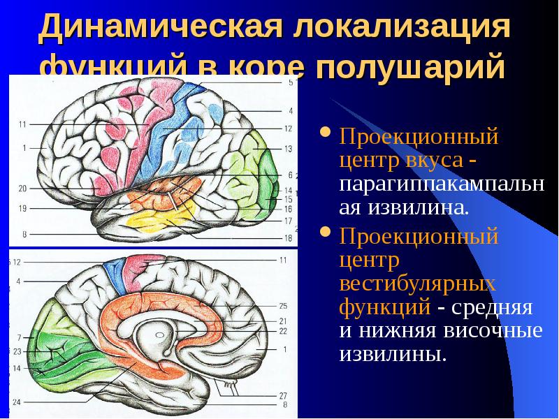 Височной извилины