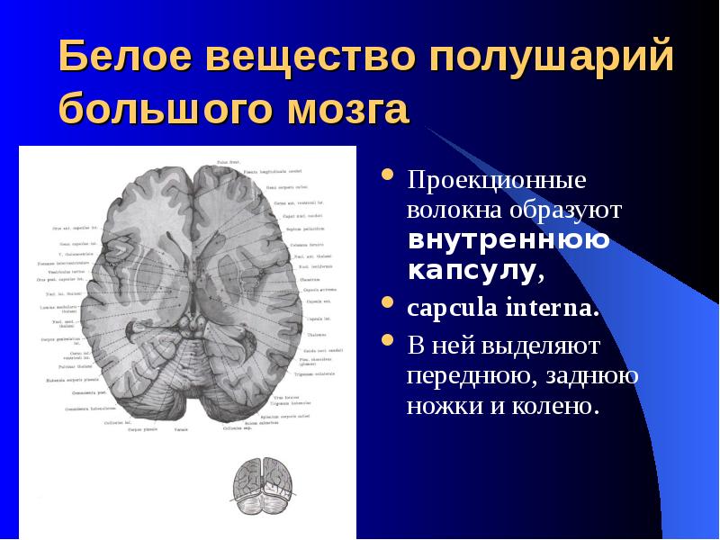 Белое вещество. Белое вещество больших полушарий. Внутренняя капсула полушарий. Внутренняя капсула и Лучистый венец. Задняя ножка внутренней капсулы.