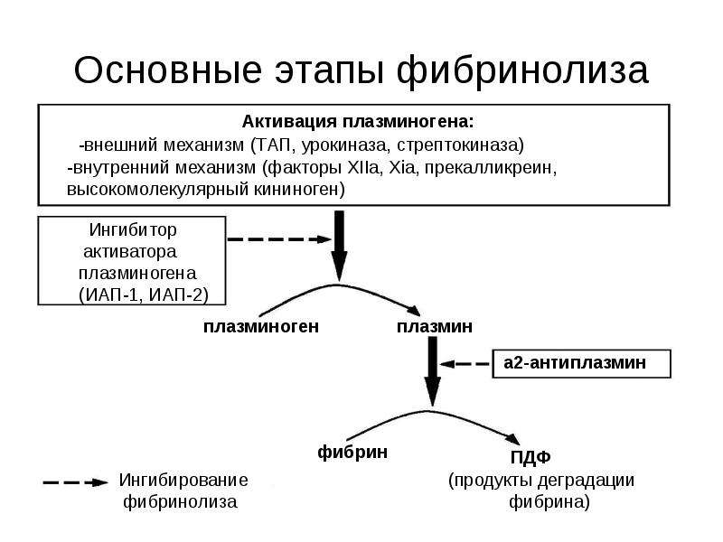 Схема фибринолиза физиология