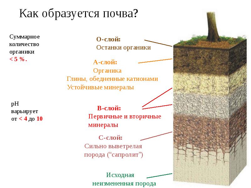 Какие новые слои появились. Глина слой почвы. Как образуется почва. Слои почвы. Глиняный слой почвы.