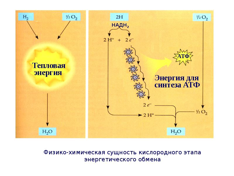 Энергетическая клетка. Энергообеспечение клетки. Энергетическое обеспечение клетки схема. Энергообеспечения клетки реакция. Образование НАДН.