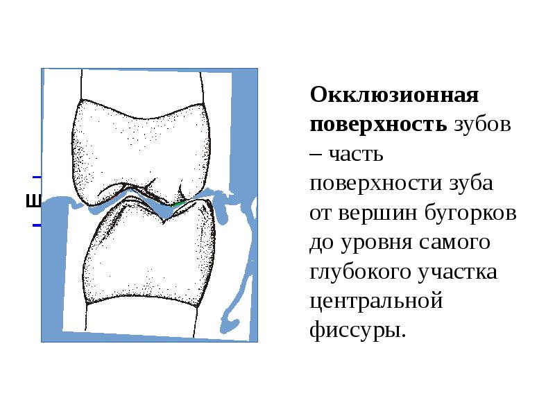 Поверхность зуба покрыта