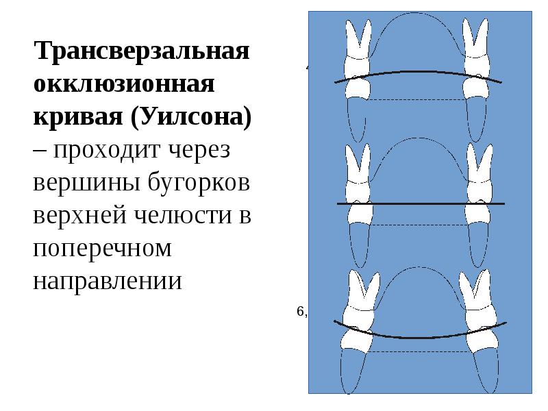 Окклюзия физиология