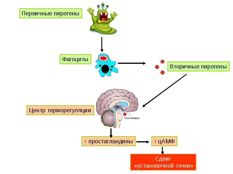 Пирогены. Эндогенные пирогены. Механизм действия первичных и вторичных пирогенов. Первичные эндогенные пирогены. Эндогенные пирогены цитокины.