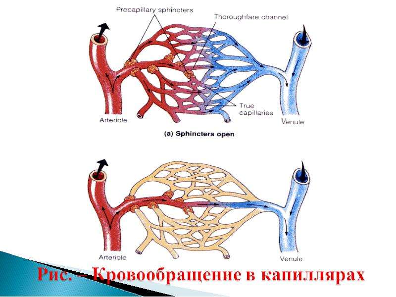 Направление движения крови вен. Система микроциркуляции. Микроциркуляция в мышцах. Движение крови в венах венозная пульсовая волна.