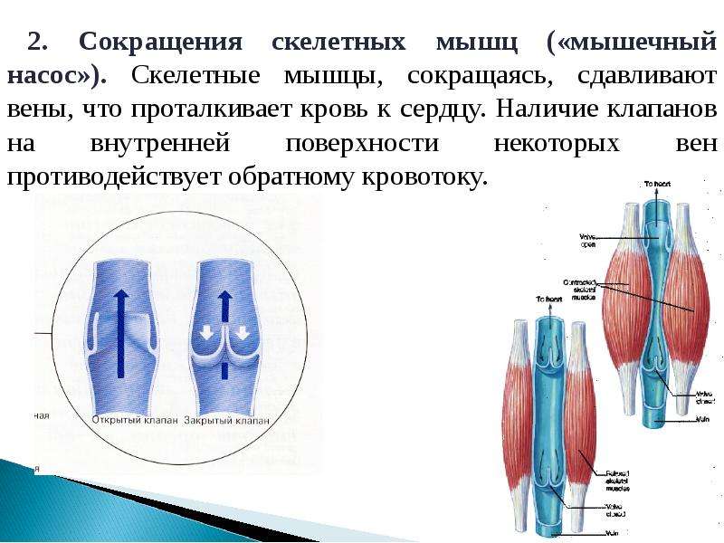 Клапаны вен рисунок. Мышечно венозная помпа голени. Мышечный насос. Венознo мышечные насосы.