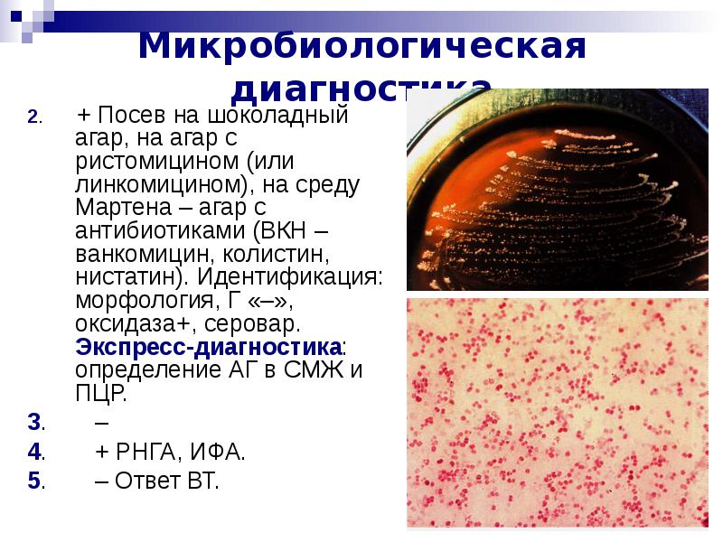 Патогенные кокки презентация