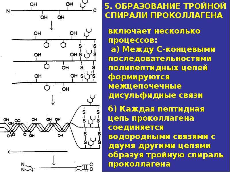 Презентация по биохимии биохимия соединительной ткани