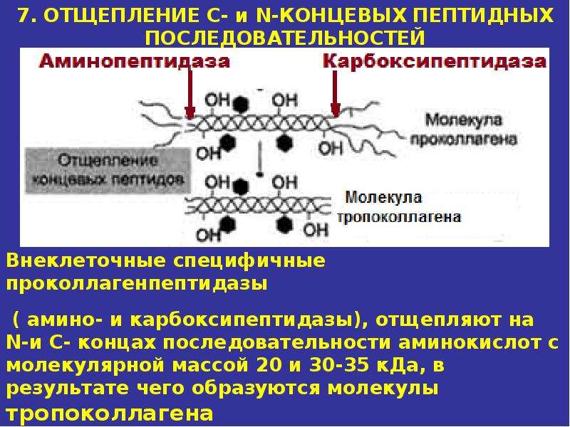 Презентация по биохимии биохимия соединительной ткани