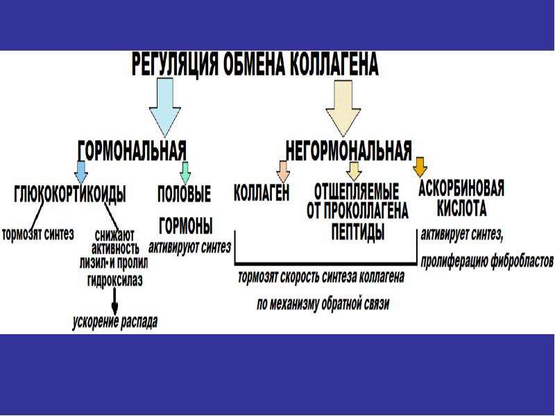 Биохимия соединительной ткани презентация