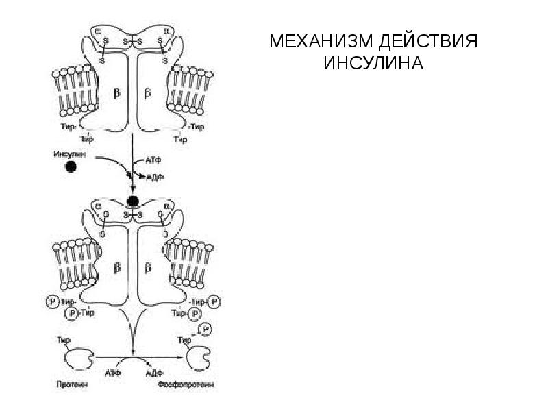 Инсулин схема действия