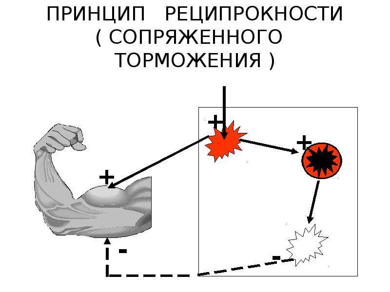 Схема нейрофизиологического механизма сеченовского торможения