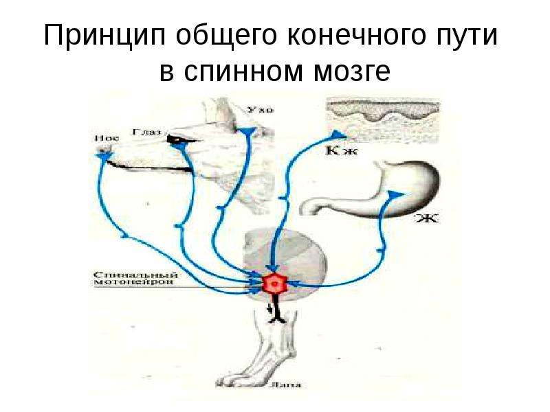 Ч путь. Принцип конечного пути Шеррингтона. Принцип конечного пути физиология. Принцип конечного общего пути двигательных проводящих путей. Принцип общего конечного пути схема.