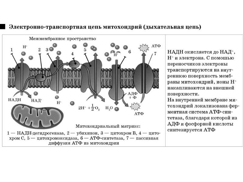 Белок митохондрии. Схема дыхательной цепи митохондрий. Электрон-транспортная цепь митохондрий схема. Дыхательная цепь на внутренней мембране митохондрий. Дыхательная цепь транспорта электронов.