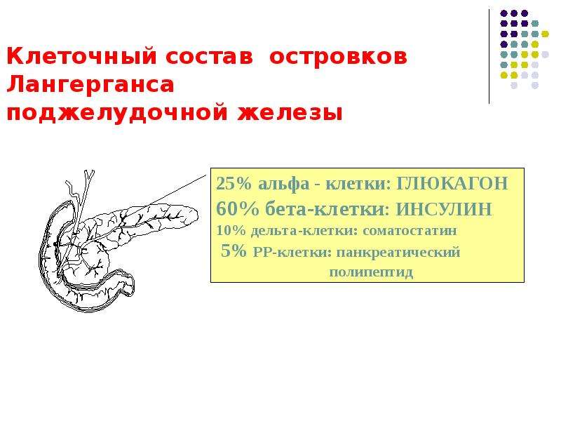 Эндокринная система поджелудочной железы