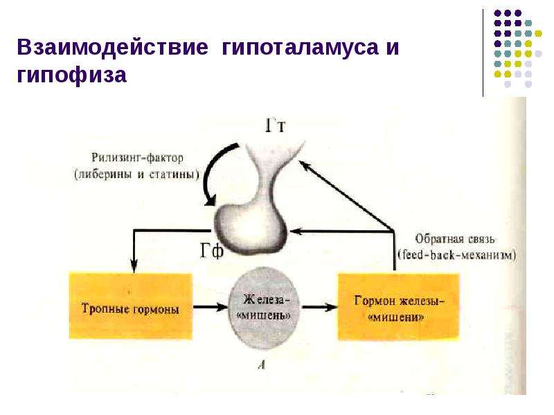 Гипоталамус гормон роста биосинтез белка рост организма схема