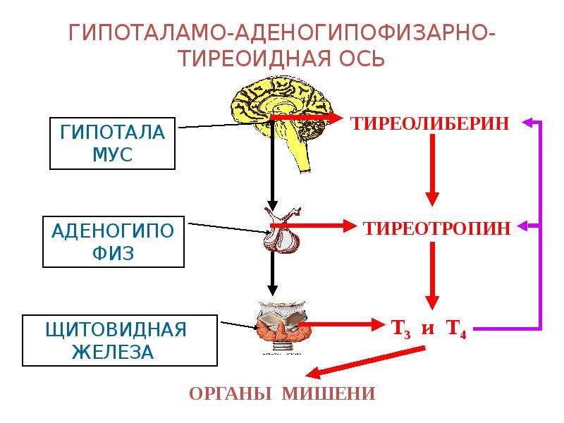 Схема тиреоидной оси