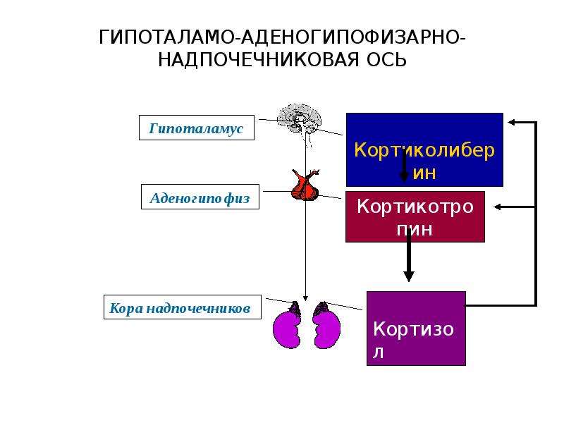 Чем работа эндокринной системы в плане осуществления процессов регуляции отличается от нервной