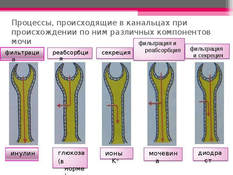 Возник процесс. В канальцах осуществляются процессы:.