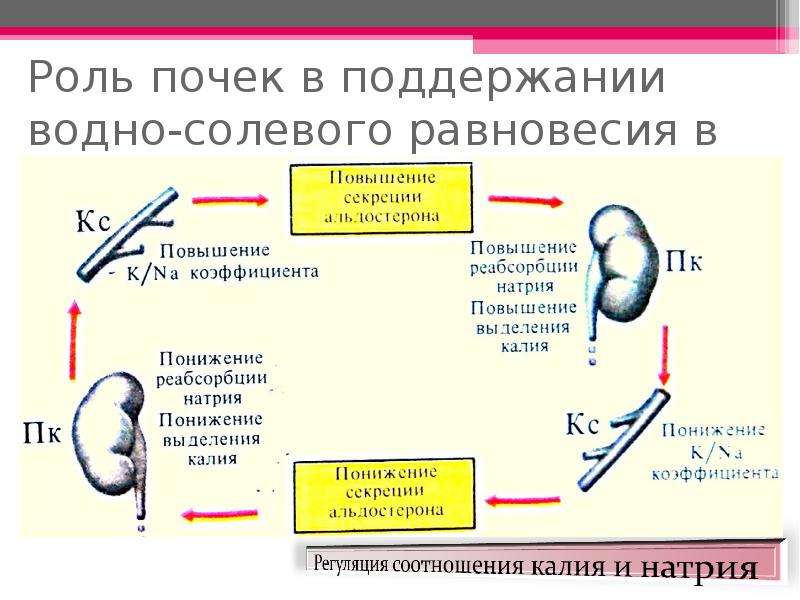 В регуляции водно солевого баланса участвует