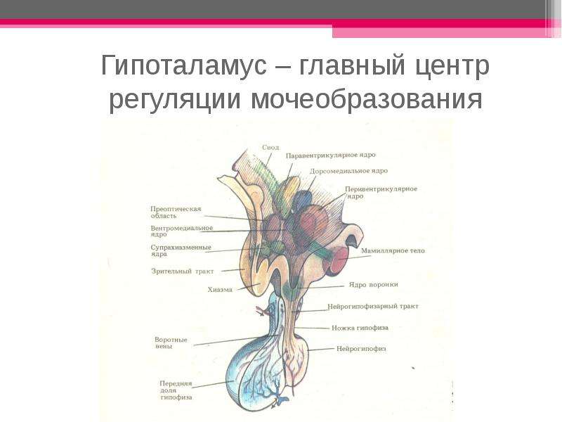 Гипоталамус регуляция. Гипоталамус центры регуляции. Гипоталамус животных. Гипоталамус рисунок. Регуляция гипоталамуса.