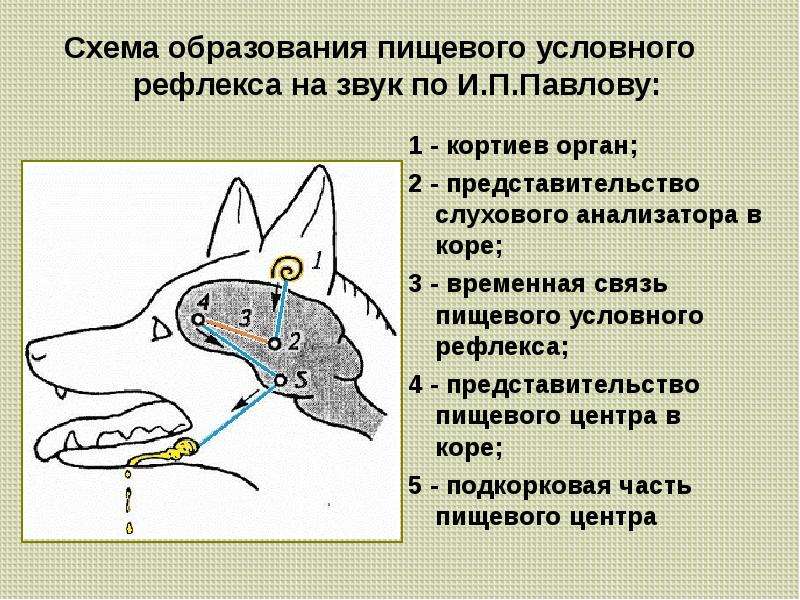 Схему образования условного рефлекса по асратяну