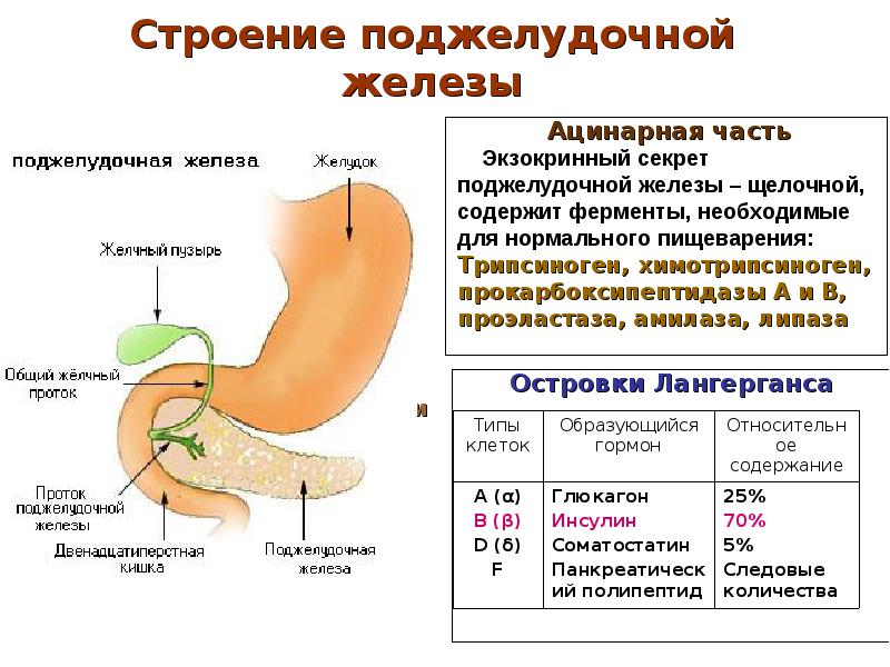 Болезни желудка и поджелудочной. Поджелудочная железа строение и функции кратко таблица. Анатомия желудка и поджелудочной железы. Поджелудочная железа строение и функции в организме человека. Что секретирует поджелудочная железа.