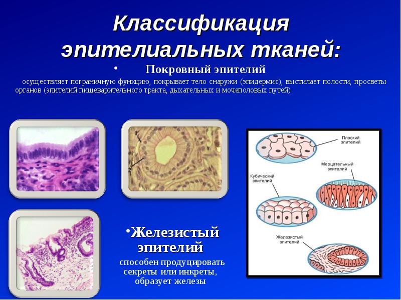 Эпителиальной клеткой является. Покровный эпителий строение ткани. Строение эпителиальной клетки. Строение эпителиальной ткани животных. Строение покровной эпителиальной ткани.