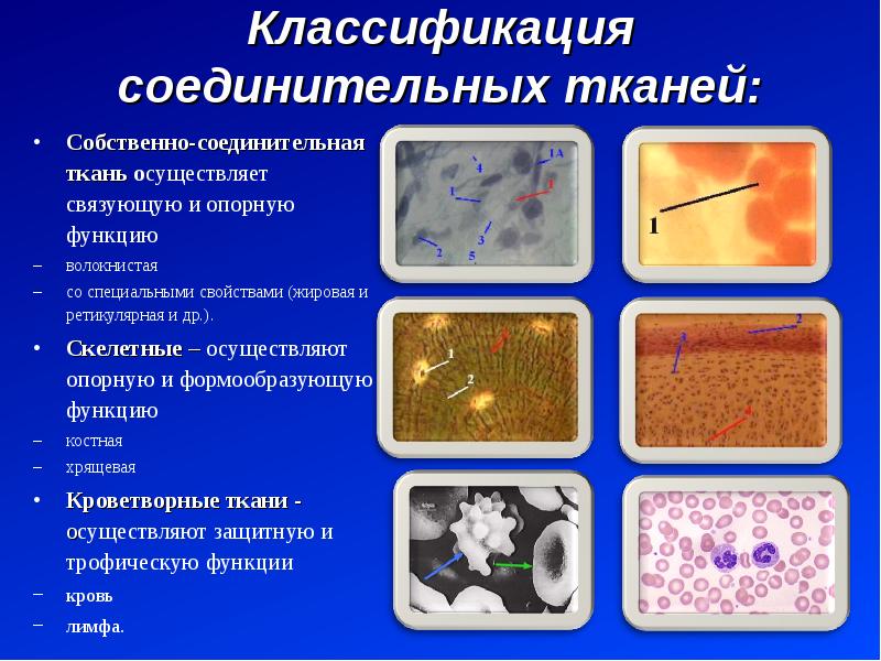 Какие ткани относятся к соединительным. Классификация и функции соединительной ткани. Классификация собственно соединительной ткани. Соединительные ткани ткани классификация. Соединительная ткань со специальными свойствами функции.