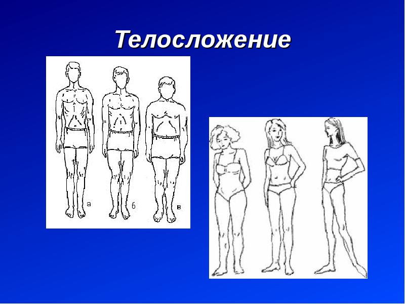 Долихоморфный Тип телосложения. Общие принципы строения человеческого организма. Брахиморфный Тип телосложения желудок. Диспластичность телосложения ребенка.