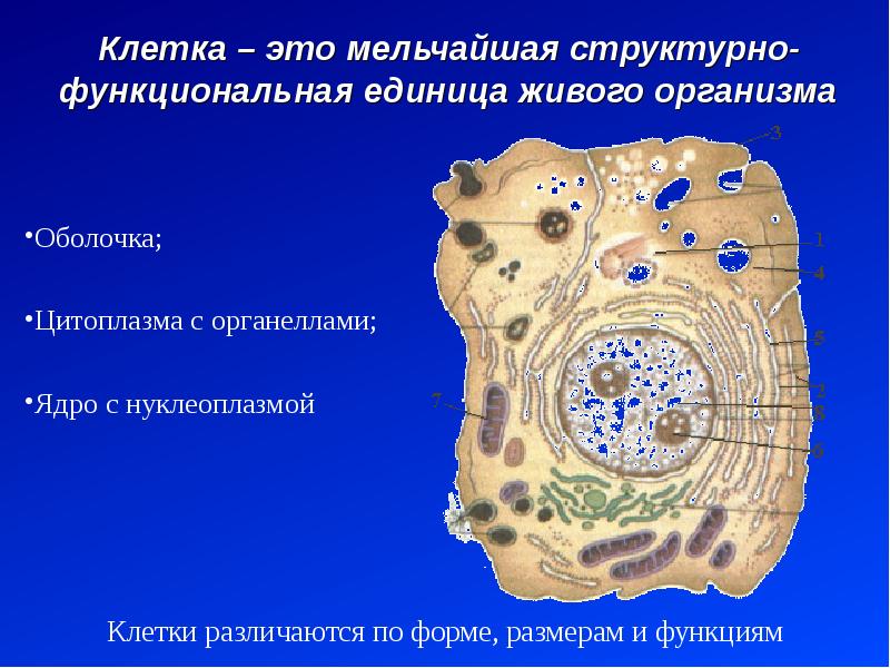 Функциональная единица живого. Структурно-функциональная единица живых организмов. Клетка. Клетка структурная и функциональная единица живого. Клетка мельчайшая структурная.