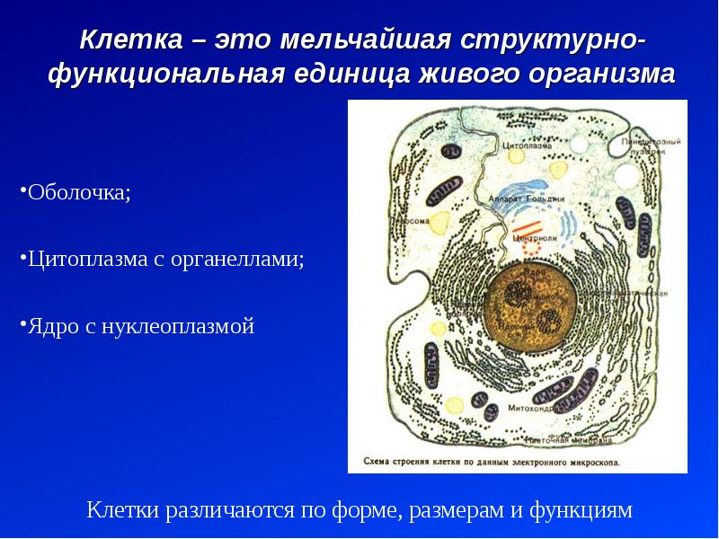 Клетка структурная и функциональная единица организма