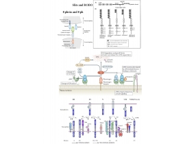 Navigation receptors