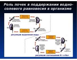Роль почек в поддержании водно-солевого равновесия в организме