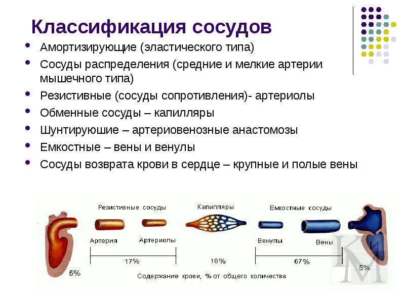 Виды сосудов. Классификация кровеносных сосудов физиология. Структурная классификация сосудов. Функциональная классификация сосудов таблица. Функциональная классификация сосудов нормальная физиология.