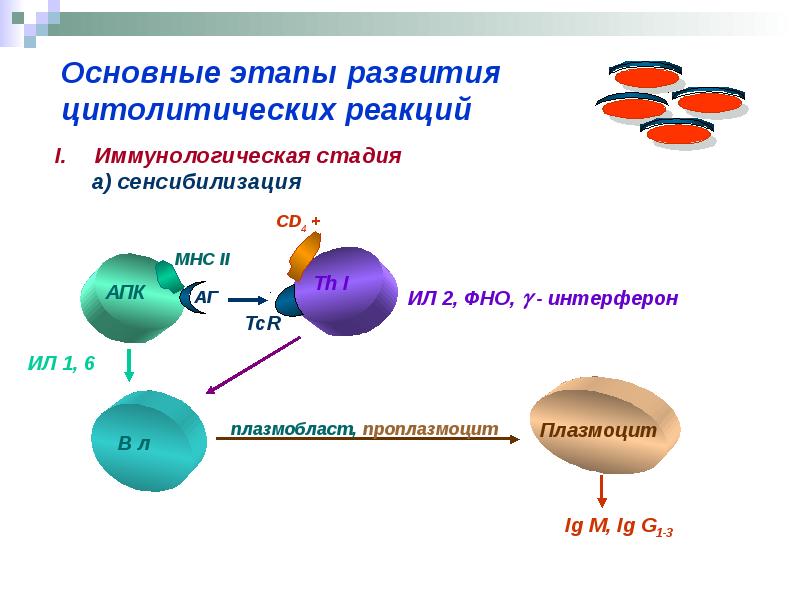 Этапы развития аллергической реакции