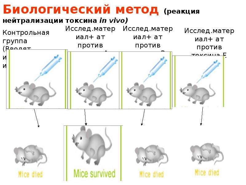 Биологический метод. Реакция биологической нейтрализации. Реакция нейтрализации на мышах при ботулизме. Реакция нейтрализации токсина микробиология. Реакция нейтрализации токсина антитоксином микробиология.