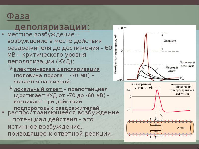 Характеристика силы раздражителя. Фаза деполяризации характеризуется. Фаза деполяризации сопровождается:. Фаза деполяризации потенциала действия характеризуется. Фазы деполяризации физиология.