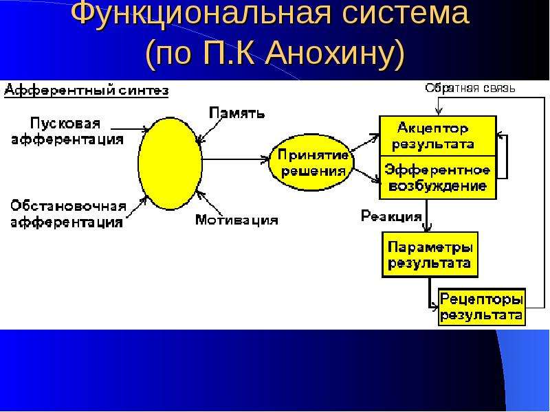 Функциональная система по анохину схема