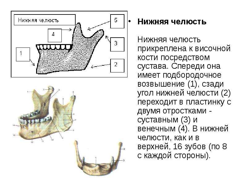 Презентация про кости