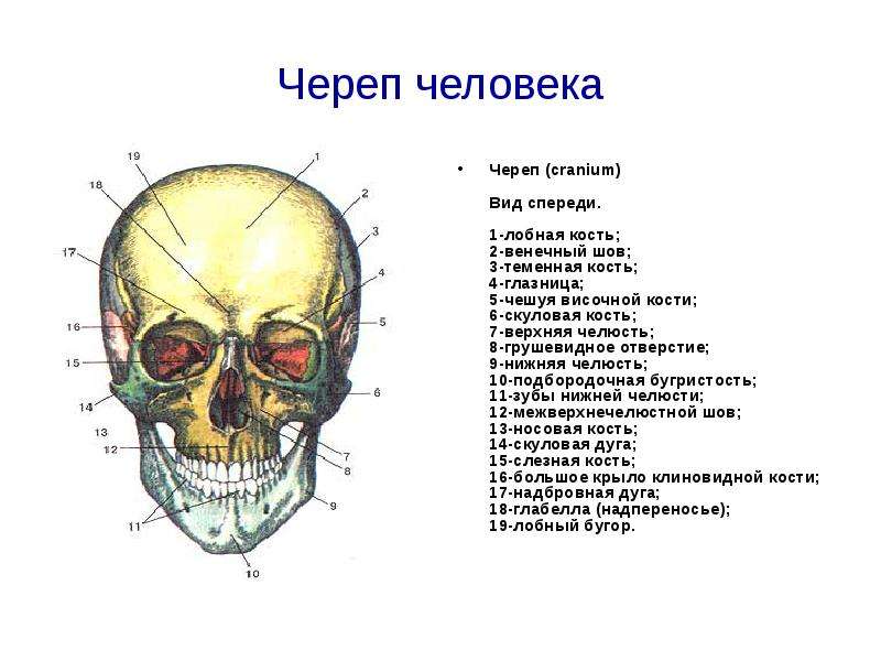 Строение черепа человека анатомия рисунок с подписями